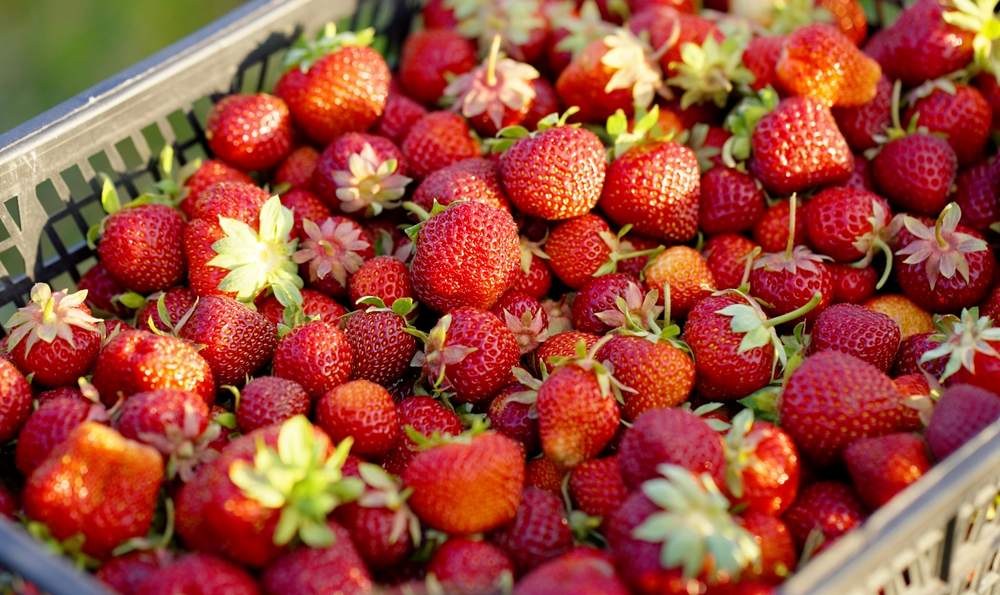 Fruit & Vegetable Transport